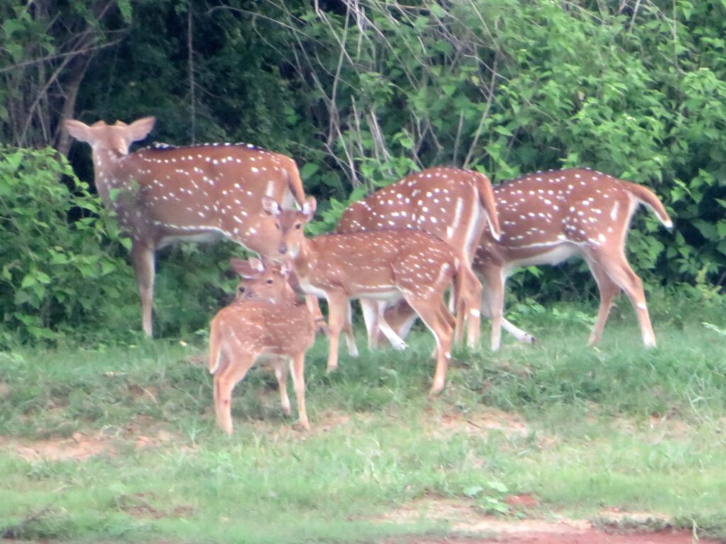 wild life in udawalawa