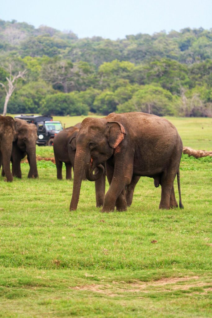 wild life in yala sri lanka
