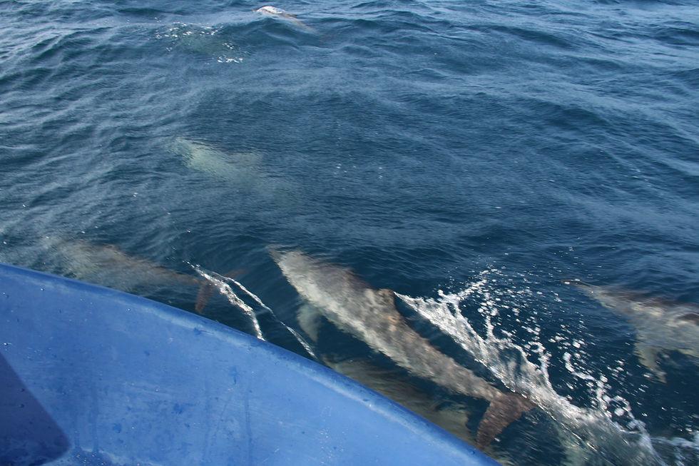 Blue whale surfacing beside a whale watching boat in Mirissa, Sri Lanka