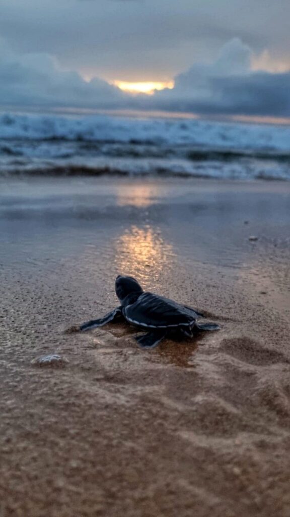 travel-sri-lanka-now