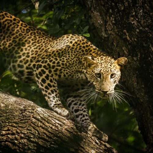 yala srilanaka