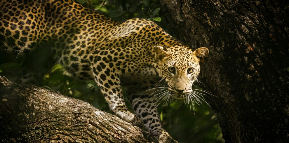 yala srilanaka