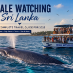 Whale Watching Sri Lanka tour with a Blue Whale near Mirissa on the southern coast